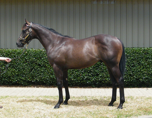 Lot 906 - a colt by Showcasing makes $160,000.
